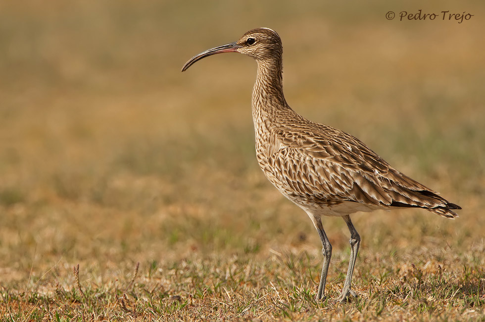 Zarapito trinador (Numenius phaeopus)